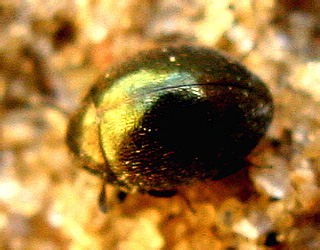 Lamprobyrrhulus nitidus (Schaller, 1783)