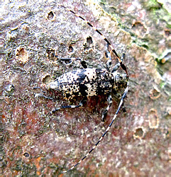 Leiopus linnei Wallin, Nylander et Kvamme, 2009     