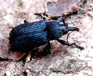 Magdalis (s. str.) violacea (Linnaeus, 1758)