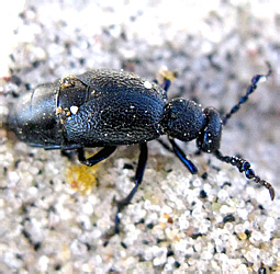 Meloe proscarabaeus Linnaeus, 1758