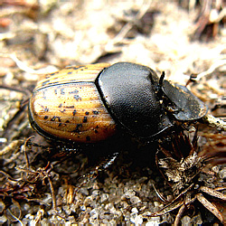 Onthophagus (Palaeonthophagus) gibbulus (Pallas, 1781), forma major, male