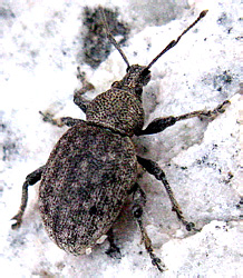 Otiorhynchus ligustici (Linnaeus, 1758)