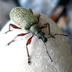 Phyllobius glaucus (Scopoli, 1763)
