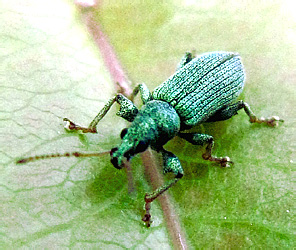 Phyllobius sp.