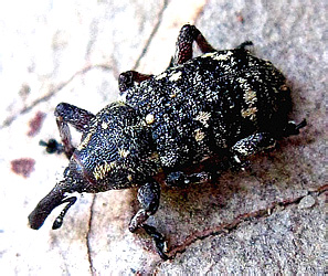 Pissodes pini (Linnaeus, 1758)
