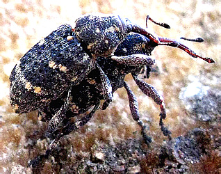 Pissodes pini (Linnaeus, 1758)