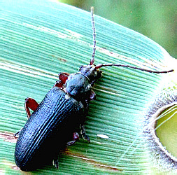 Plateumaris braccata (Scopoli, 1772)