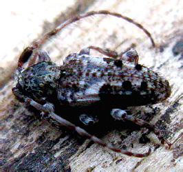 Pogonocherus fasciculatus (De Geer, 1775)