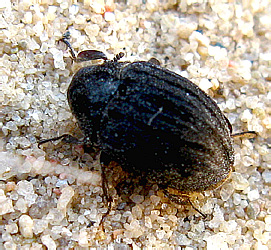 Porcinolus murinus (Fabricius, 1794)