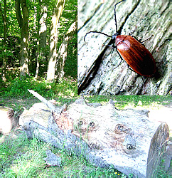 Pseudocistela ceramboides (Linnaeus, 1758)
