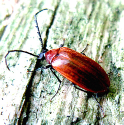 Pseudocistela ceramboides (Linnaeus, 1758)