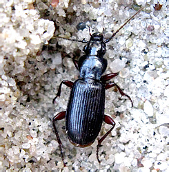 Pterostichus (Adelosia) macer (Marsham, 1802)