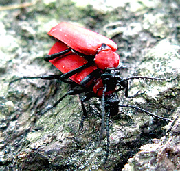 Pyrochroa coccinea (Linnaeus, 1761)