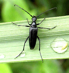 Stenurella nigra (Linnaeus, 1758)