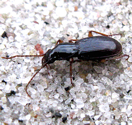 Stomis pumicatus (Panzer, 1796)