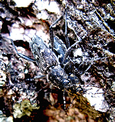 Xylotrechus rusticus (Linnaeus, 1758)