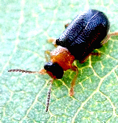 Zeugophora flavicollis (Marsham, 1802)