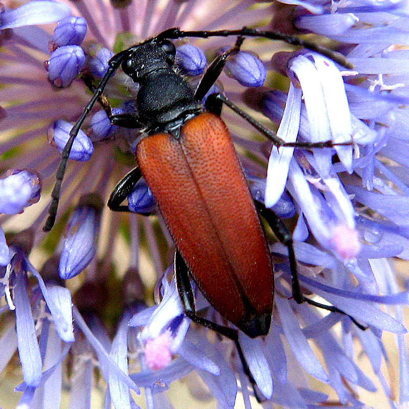 Anastrangalia sanguinolenta (Linnaeus, 1767)