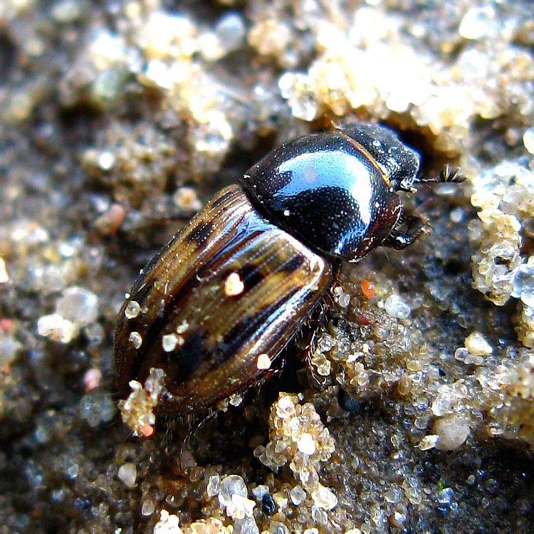 Aphodius (Chilothorax) distinctus (Muller, 1776)