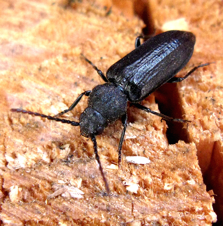 Asemum striatum (Linnaeus, 1758)