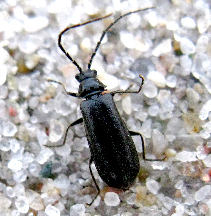 Autosilis nitidula (Fabricius, 1792)