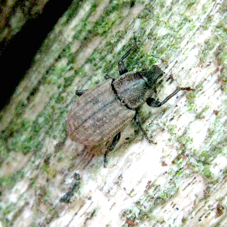 Barynotus obscurus (Fabricius, 1775)