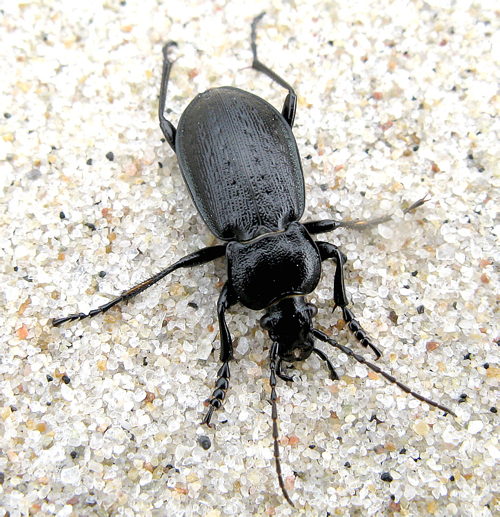 Carabus arcensis Herbst, 1784