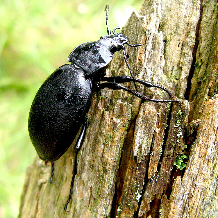 Carabus (Procrustes) coriaceus ssp. coriaceus Linnaeus, 1758