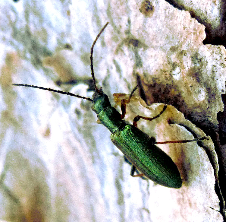 Chrysanthia geniculata Heyden, 1877