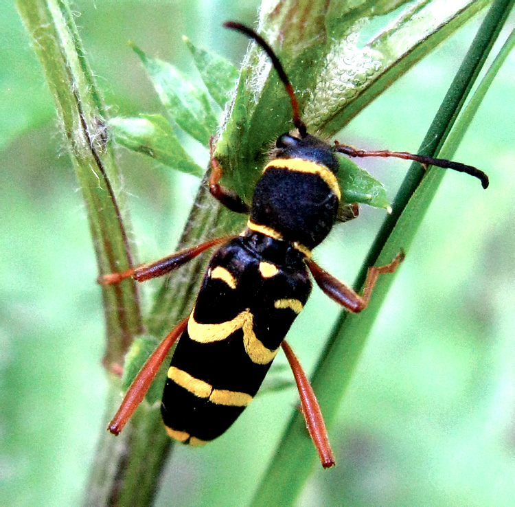 Clytus arietis (Linnaeus, 1758)