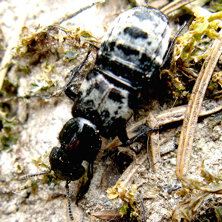 Creophilus maxillosus (Linnaeus, 1758)