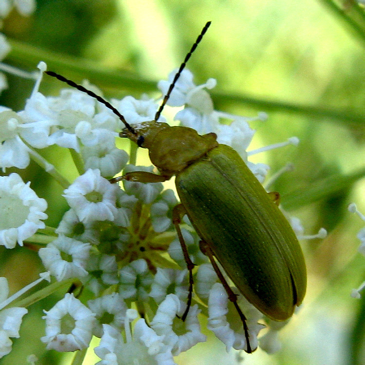 Cteniopus sulphureus (Linnaeus, 1758)