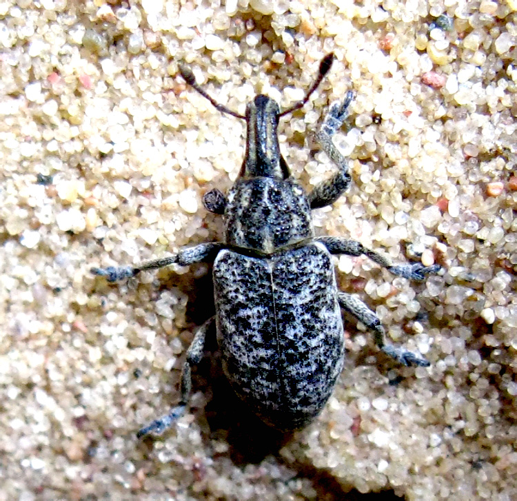 Cyphocleonus trisulcatus (Herbst, 1795)