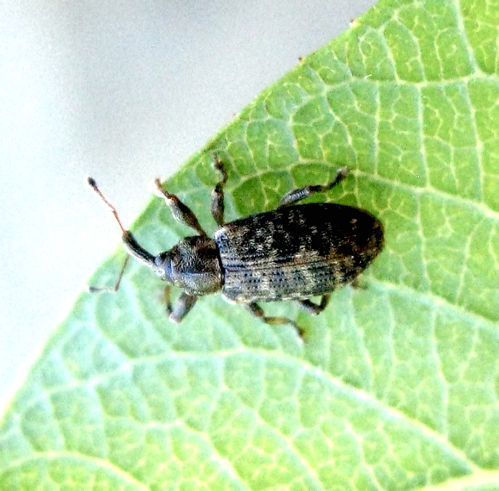 Dorytomus sp.