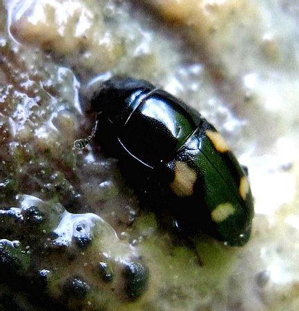 Glischrochilus quadrisignatus (Say, 1835)