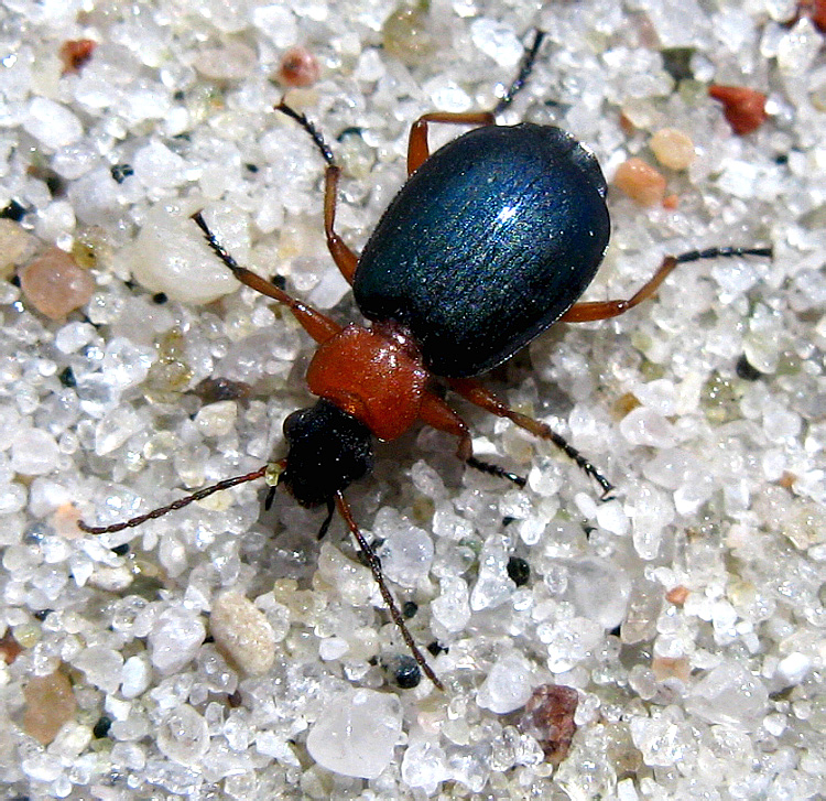 Lebia chlorocephala (Hoffmann, 1803)