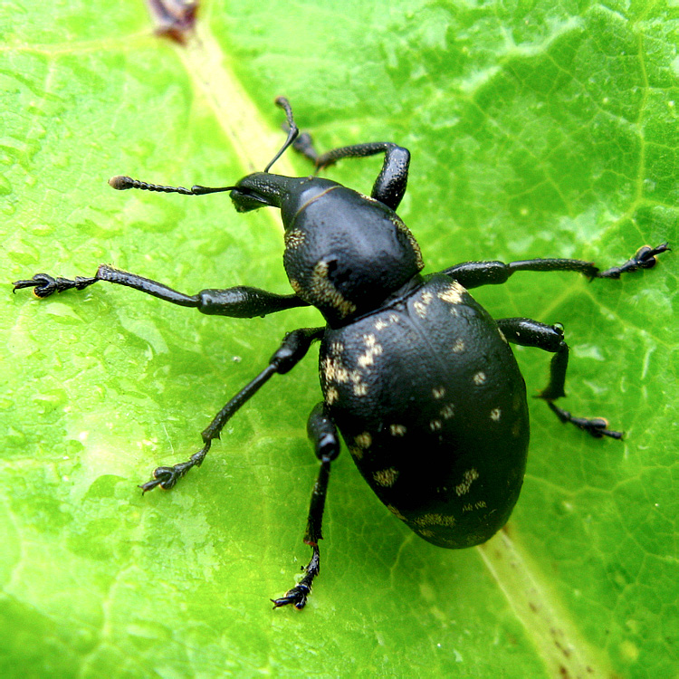 Liparus glabrirostris Kuster, 1849