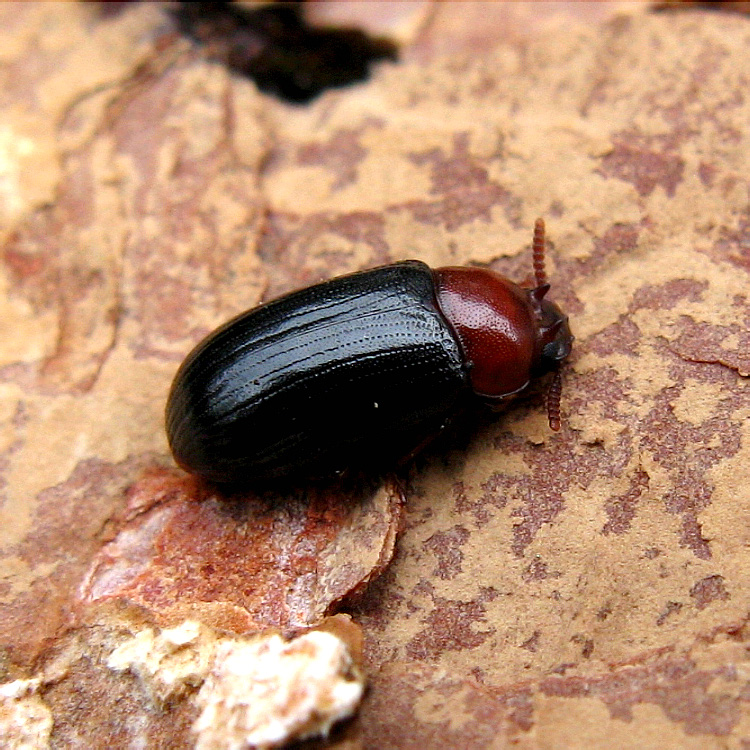 Neomida haemorrhoidalis (Fabricius, 1787) [male]