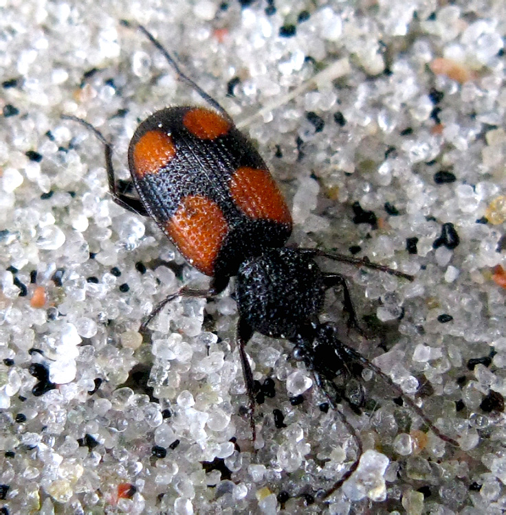 Panagaeus cruxmajor (Linnaeus, 1758)