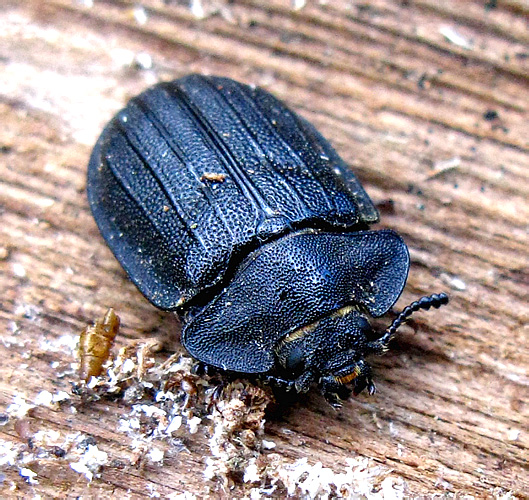 Peltis grossa (Linnaeus, 1758)