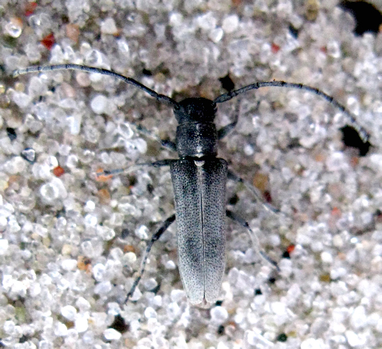 Phytoecia nigricornis (Fabricius, 1781)