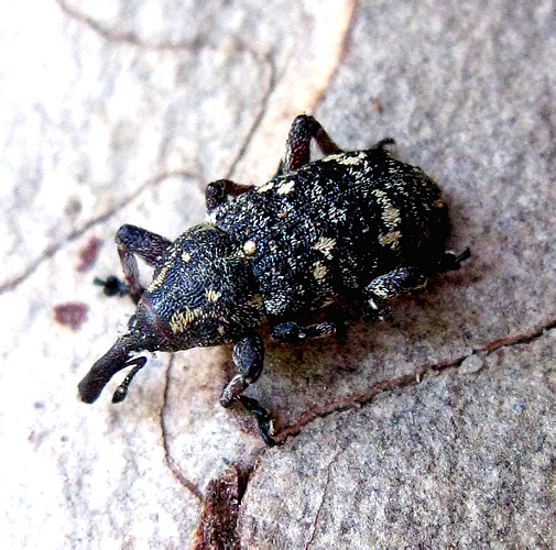 Pissodes pini (Linnaeus, 1758)