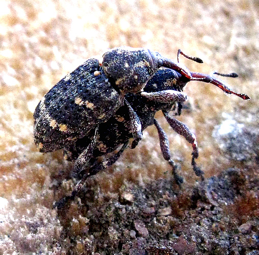 Pissodes pini (Linnaeus, 1758)