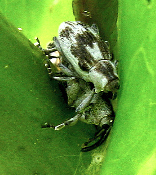 Poophagus sisymbrii (Fabricius, 1777)