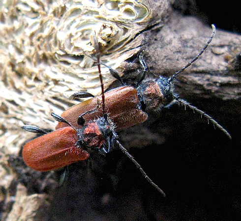 Pyrrhidium sanguineum (Linnaeus, 1758)