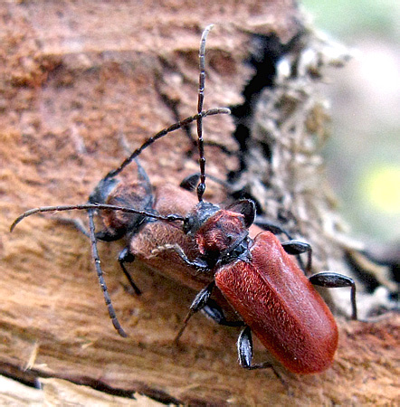 Pyrrhidium sanguineum (Linnaeus, 1758)