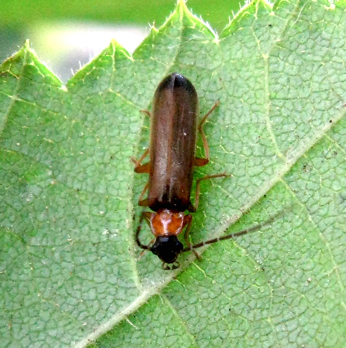 Rhagonycha lutea (Muller, 1764)