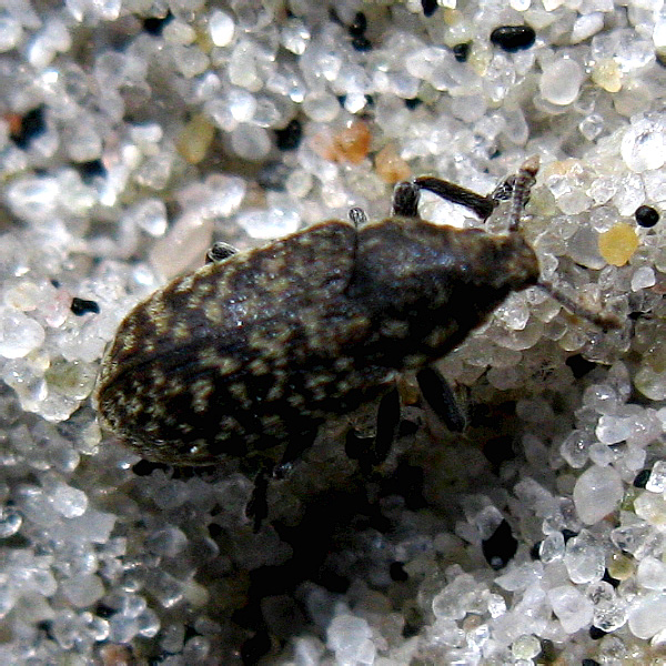 Rhinocyllus conicus (Frolich, 1792)
