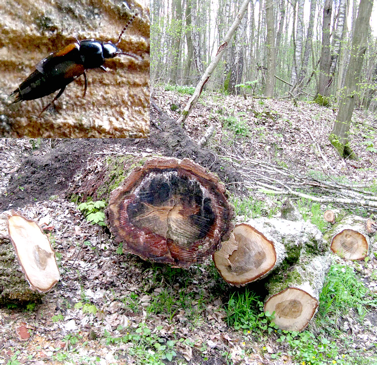 Tachinus bipustulatus (Fabricius, 1793)