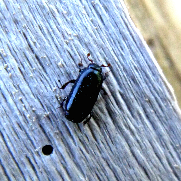 Teretrius fabricii Mazur, 1972